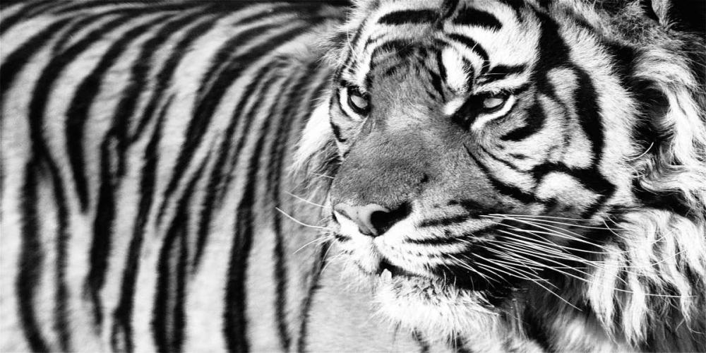 Wall Art Painting id:36843, Name: Tiger Eyes, Artist: Ortega, Xavier