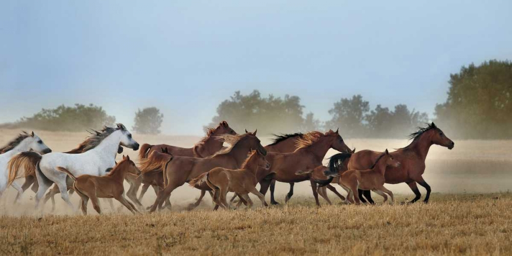 Wall Art Painting id:36848, Name: Freedom, Artist: Ortega, Xavier