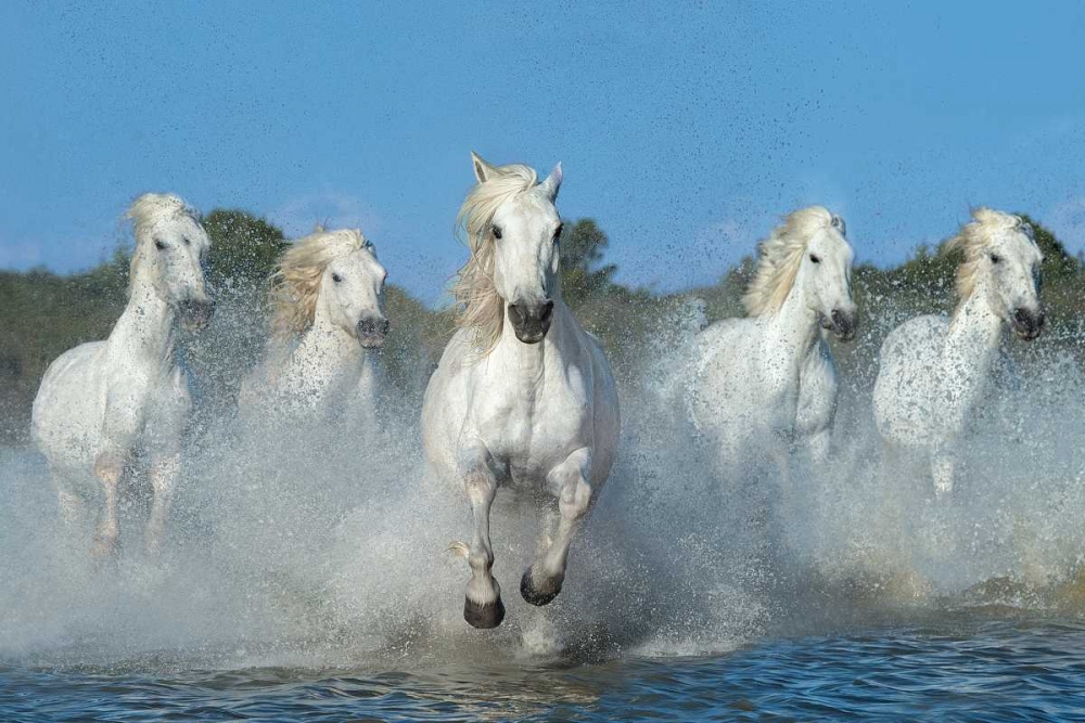 Wall art: The Beautiful Five, by Ortega, Xavier