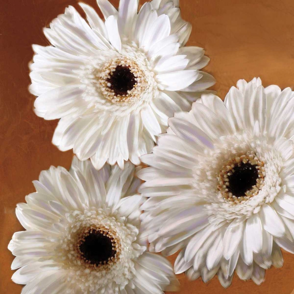 Wall Art Painting id:11905, Name: Gerber Delight II, Artist: Pahl, Janel