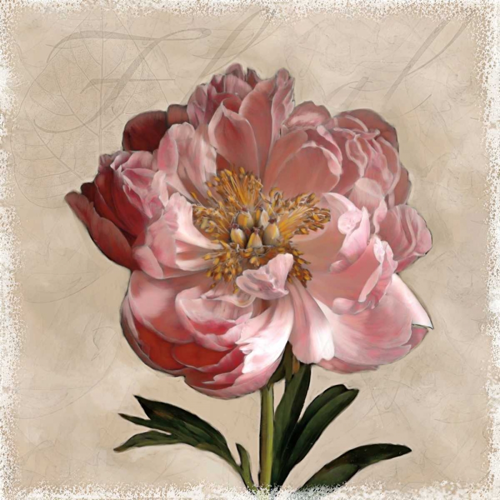 Wall Art Painting id:11364, Name: Peony I, Artist: Pahl, Janel