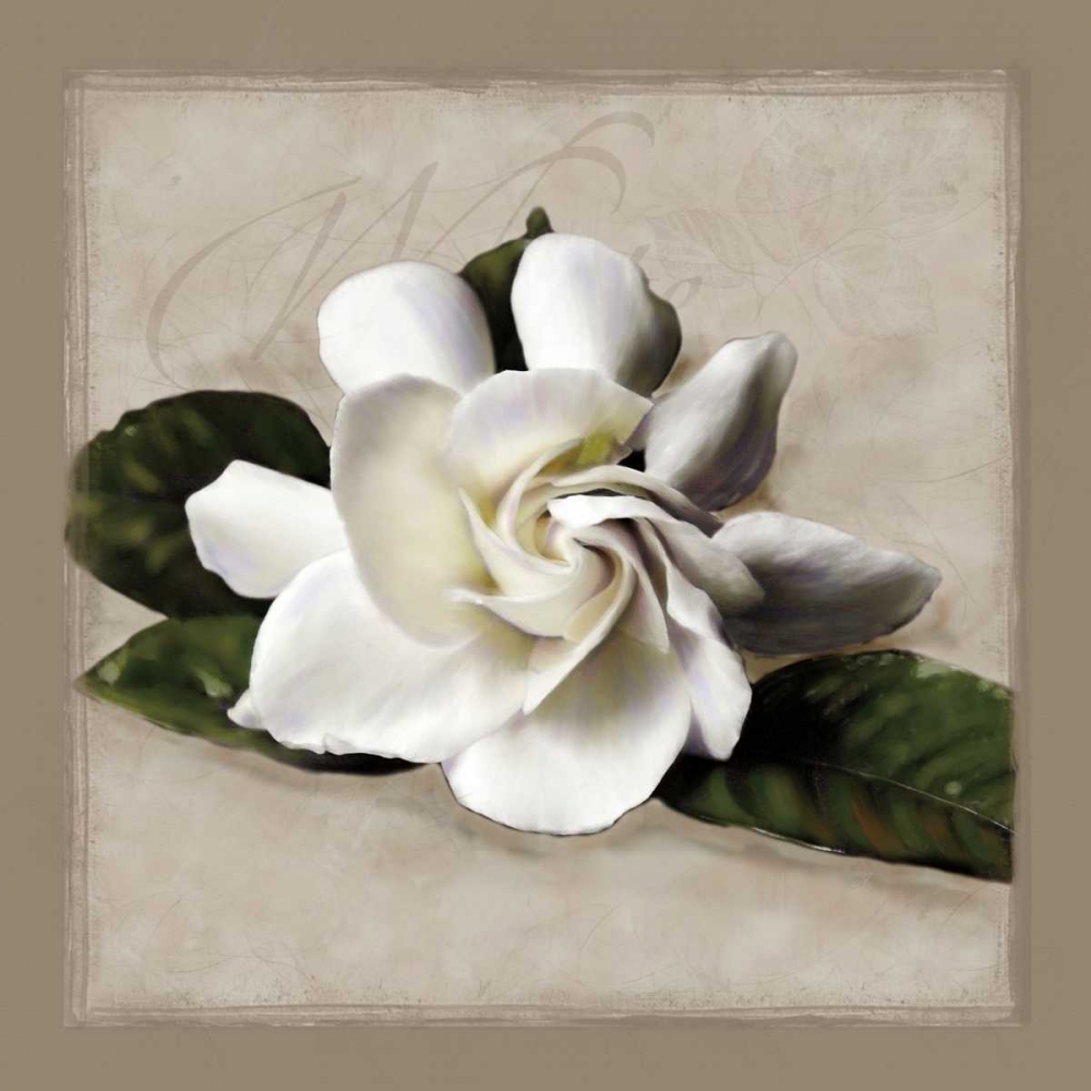 Wall Art Painting id:11906, Name: Botanical Gardenia, Artist: Pahl, Janel