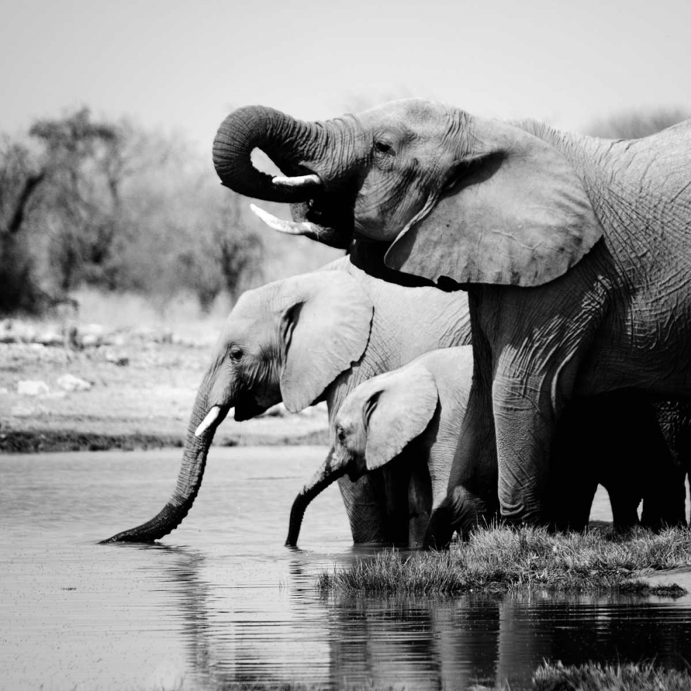 Art Print: Namibia Elephants