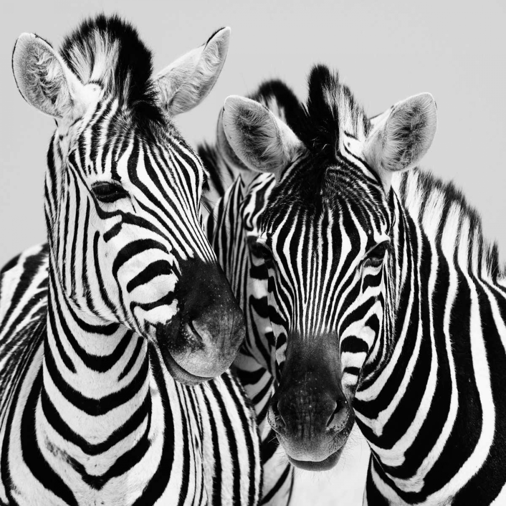 Wall Art Painting id:36875, Name: Namibia Zebras, Artist: Papiorek, Nina