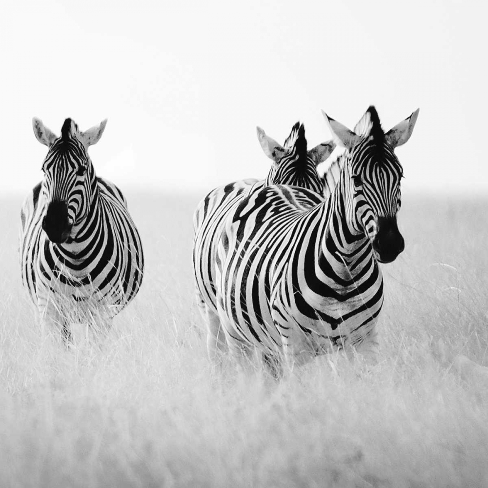 Art Print: Rendezvous I