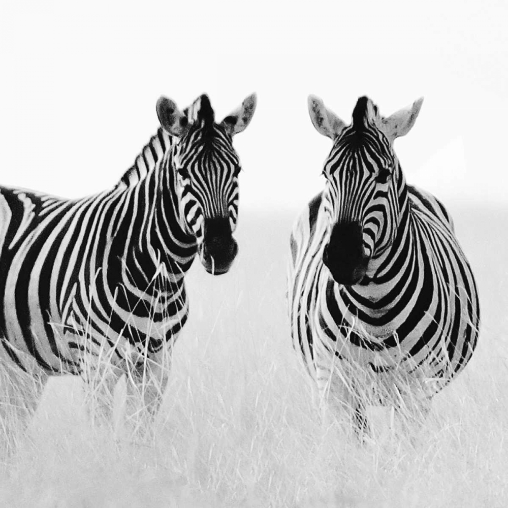 Art Print: Rendezvous II