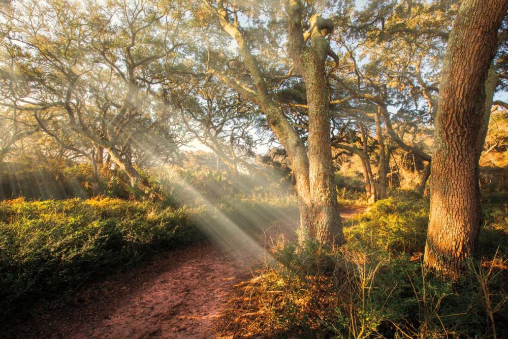 Art Print: Inspiration