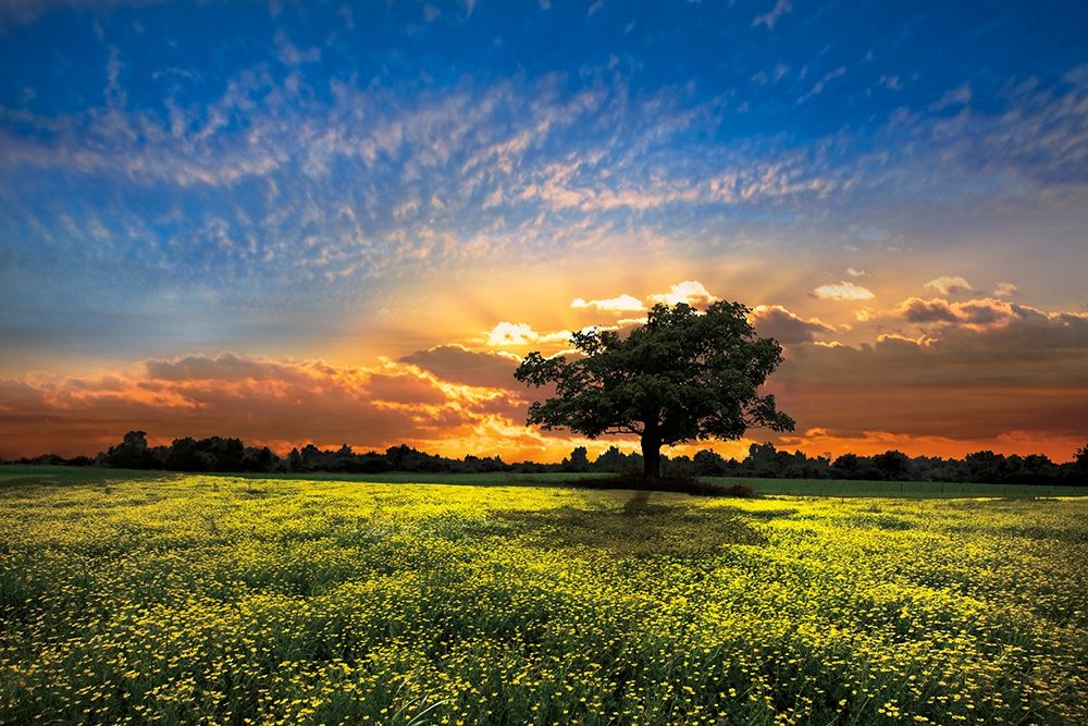 Wall art: Shadows at Sunset, by Celebrate Life Gallery