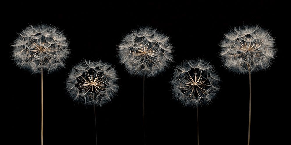 Art Print: Make A Wish