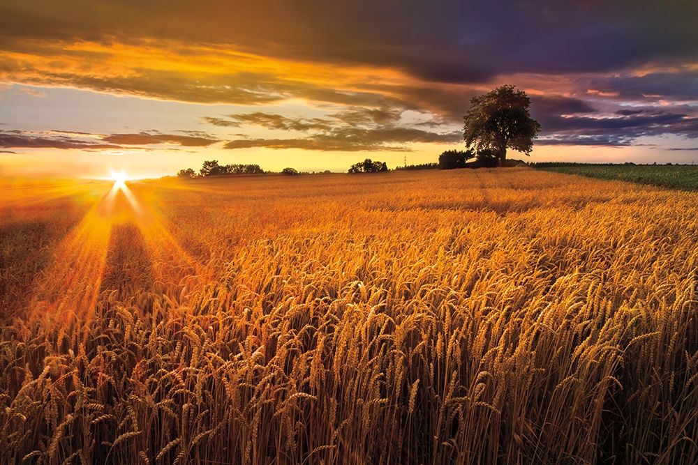 Art Print: Sunlight On the Wheat Fields