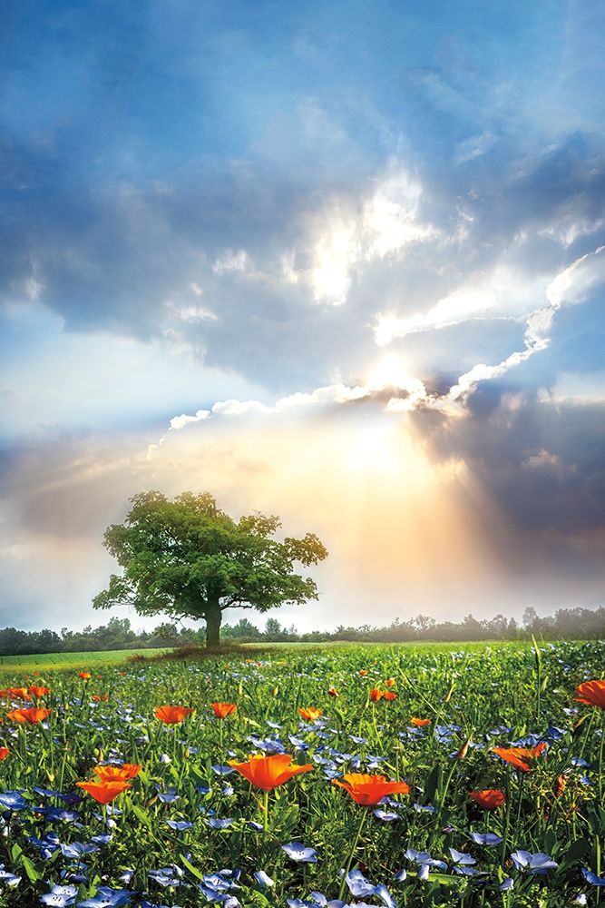 Art Print: Glowing Sunset After the Rain