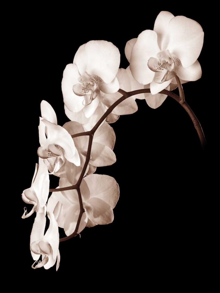 Wall art: Orchid Dance II, by Rehner, John