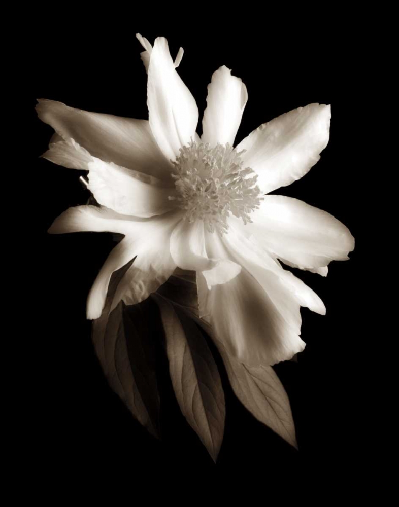 Art Print: Portrait in White II