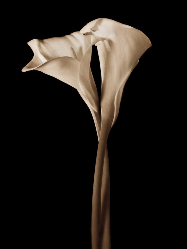 Art Print: The Embrace