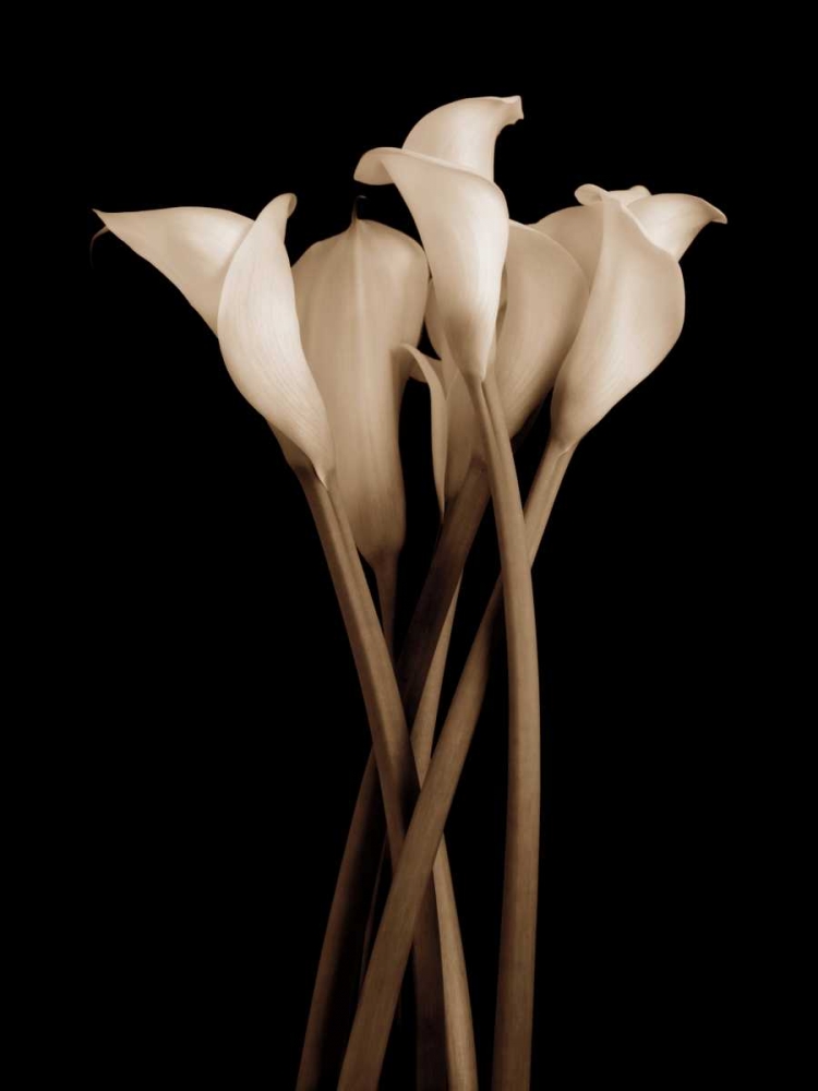 Art Print: The Gathering