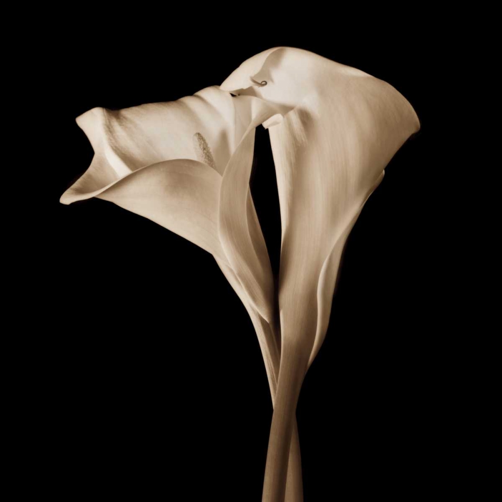 Art Print: The Embrace