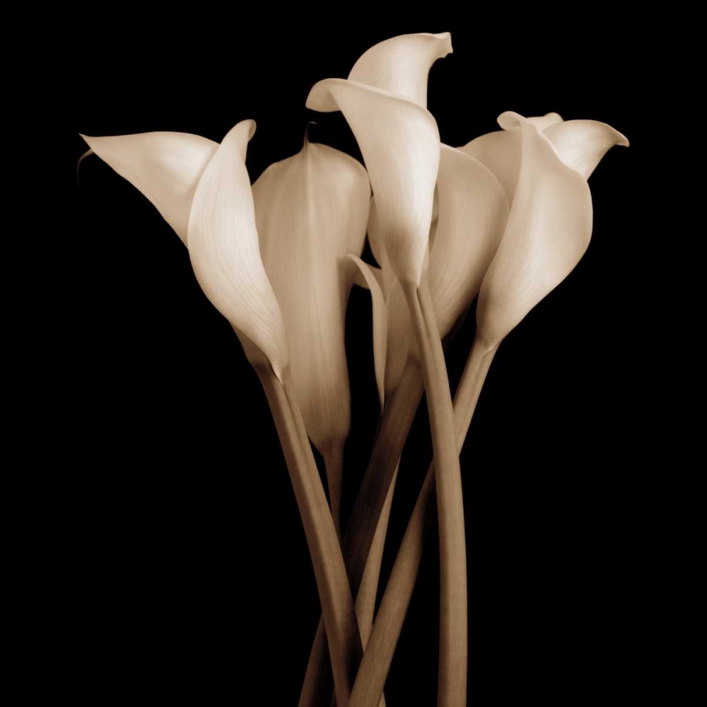 Art Print: The Gathering