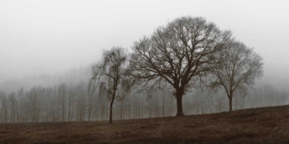 Art Print: Autumn Fog