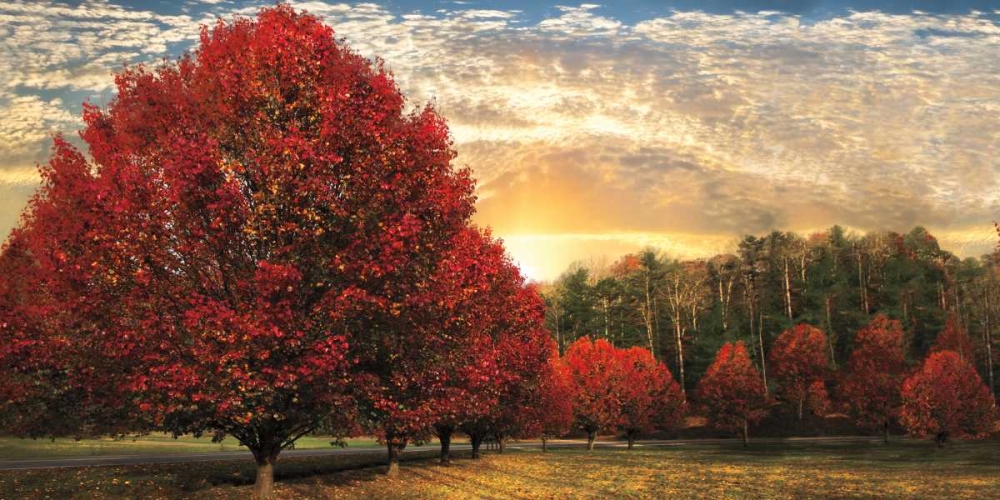 Wall art: Crimson Trees, by Celebrate Life Gallery