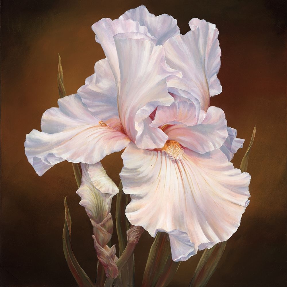 Art Print: White Iris II