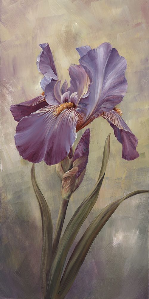 Art Print: Single Iris I