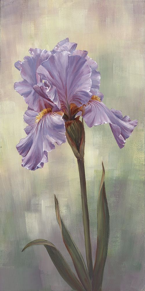 Art Print: Single Iris II