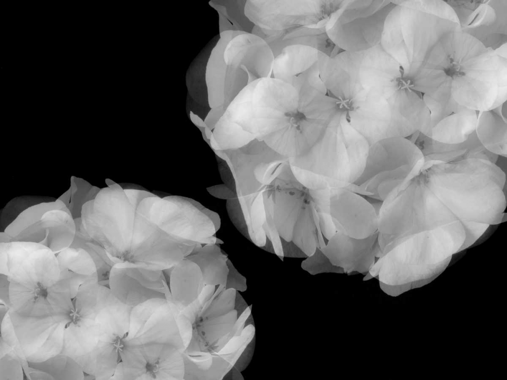 Art Print: Hydrangea