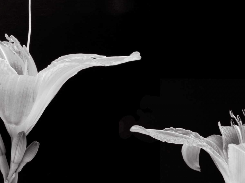 Art Print: Lilies II