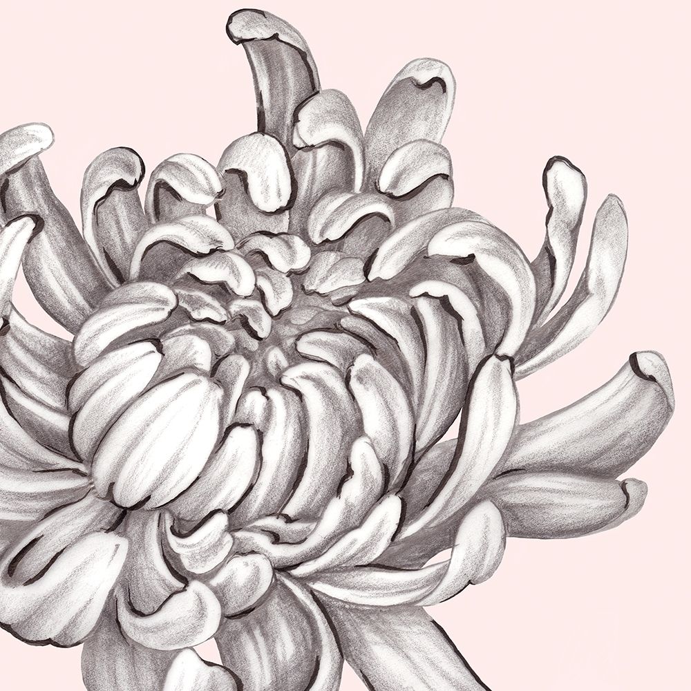 Wall Art Painting id:199466, Name: Blush Peony II, Artist: Watts, Eva