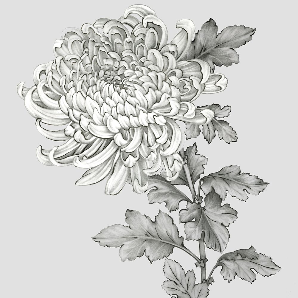 Wall Art Painting id:210696, Name: Grey Botanical I, Artist: Watts, Eva
