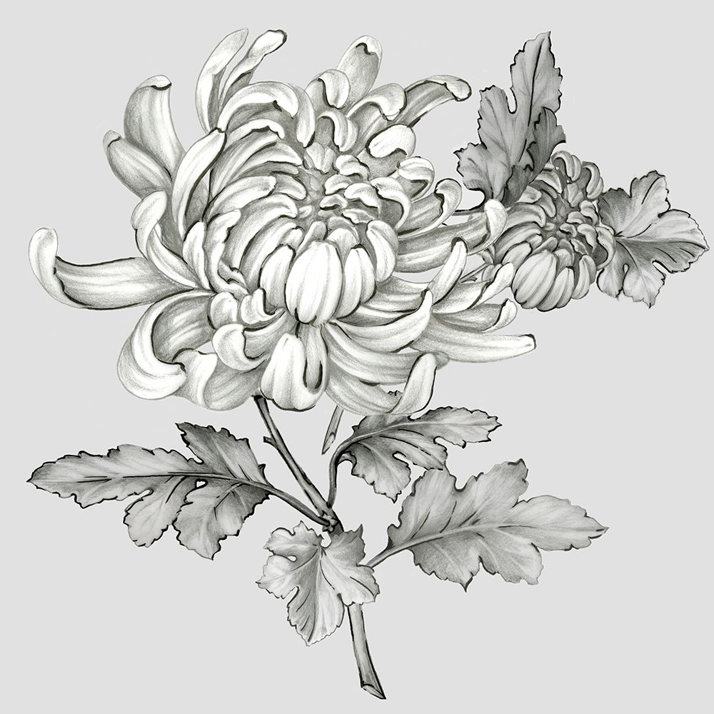 Wall Art Painting id:210697, Name: Grey Botanical II, Artist: Watts, Eva