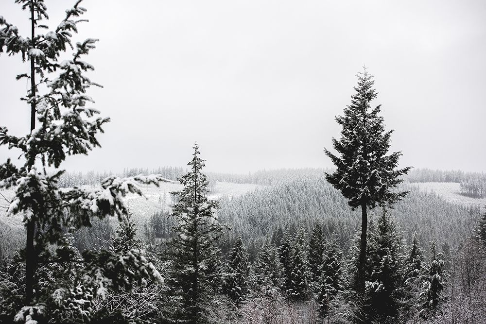 Art Print: Winter in the Pacific Northwest Forest