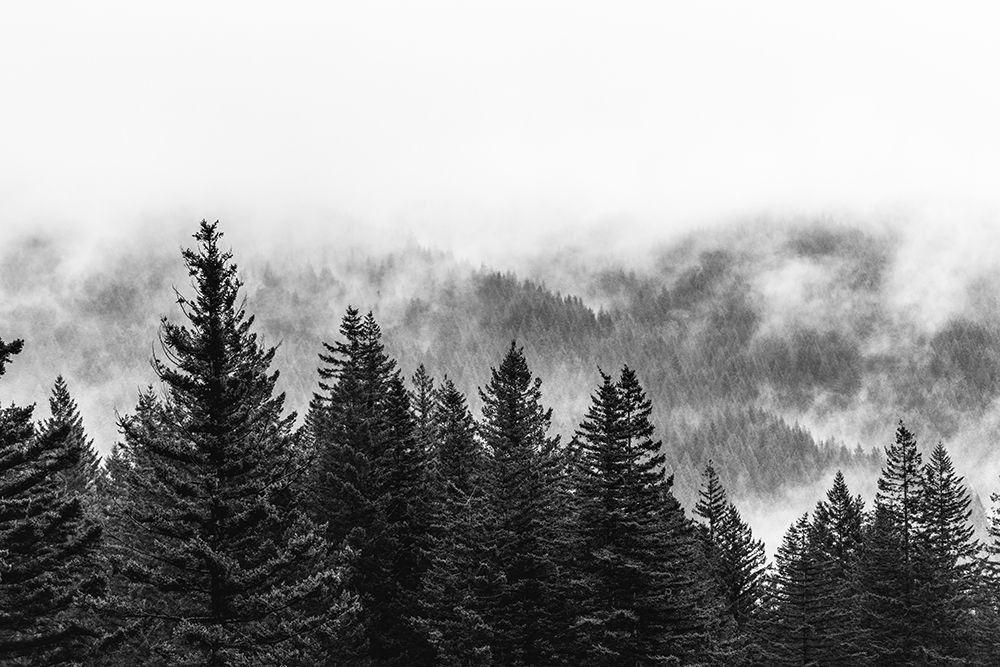 Art Print: Clouds in the Forest Black and White