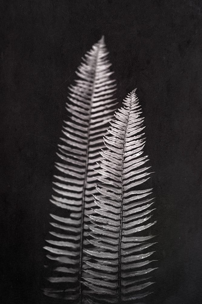 Wall Art Painting id:339419, Name: Black and White Forest Ferns, Artist: Nature Magick