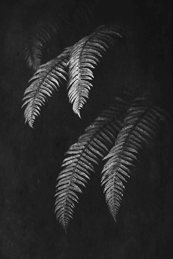 Art Print: Black and White Forest Ferns II