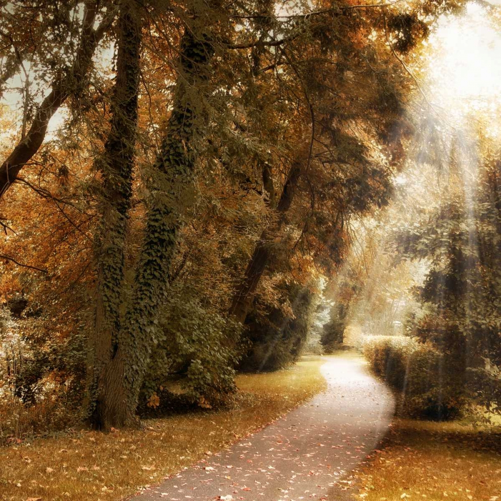 Wall Art Painting id:30393, Name: Forest Light, Artist: Jenney, Jessica