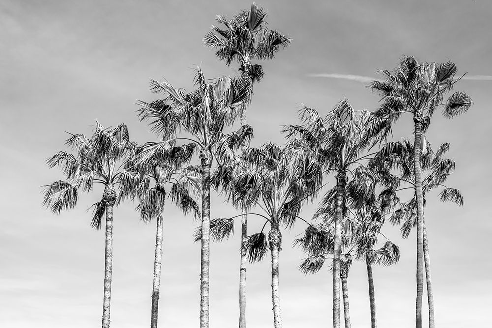 Art Print: California Palms III