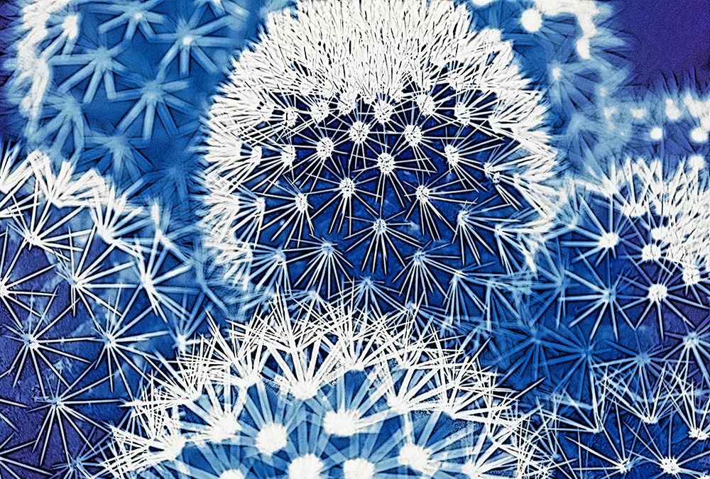 Wall Art Painting id:451025, Name: Blue and Prickly I, Artist: Vincze