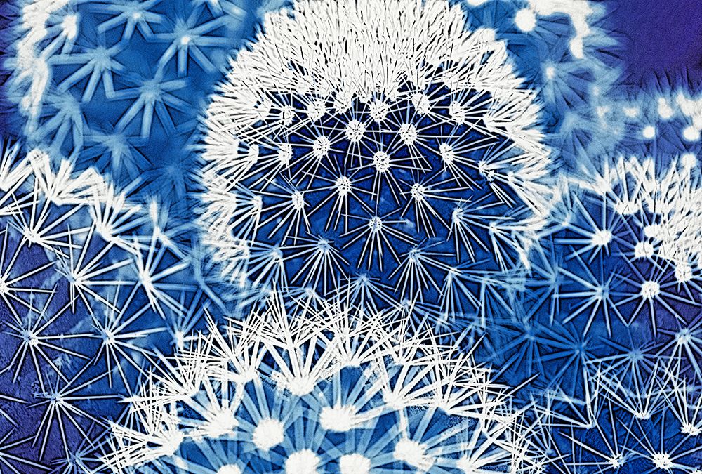Art Print: Blue and Prickly I