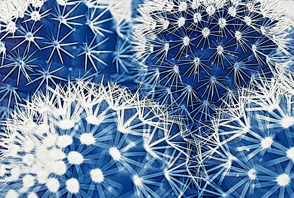 Art Print: Blue and Prickly II 