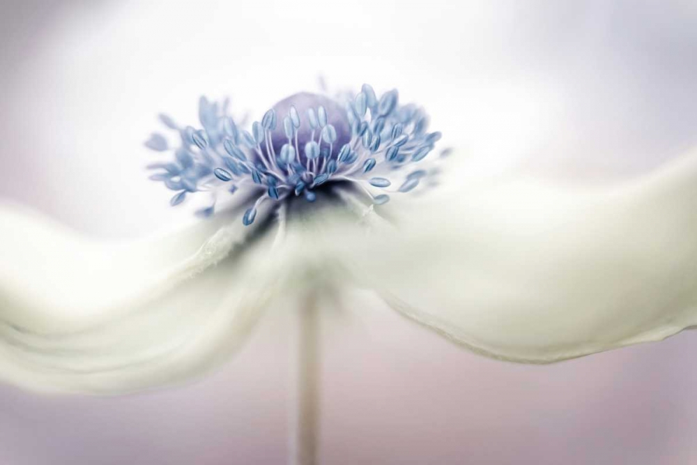 Art Print: Disher - Anemone