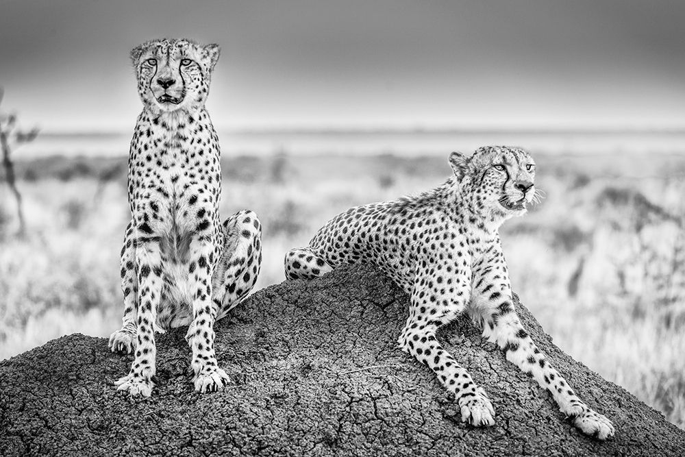 Art Print: Scheid - Two Cheetahs Watching Out