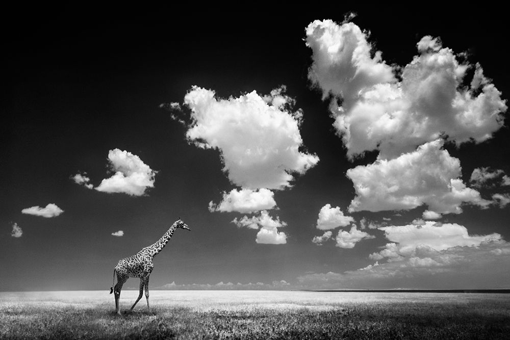 Art Print: Ghizzi Panizza -Gone with the Clouds