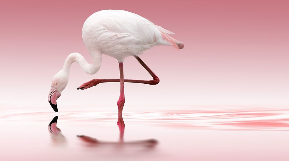 Art Print: Reindl - Flamingo