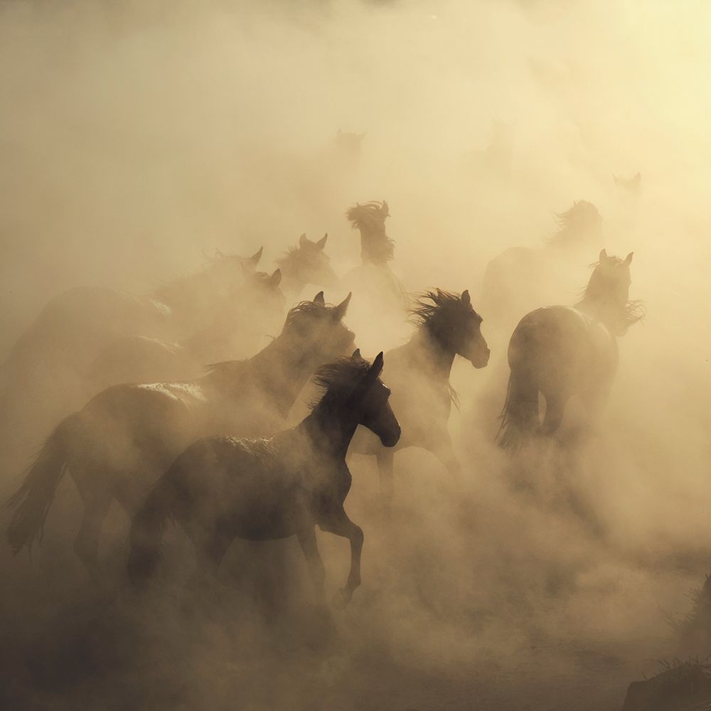 Wall art: Migration of Horses , by 1x