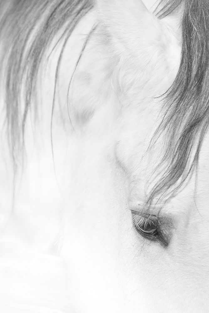 Art Print: Younesi-Lock of Hair