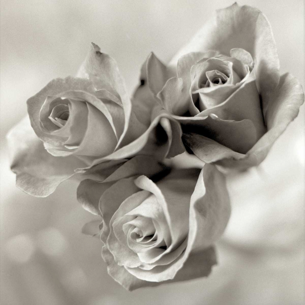 Wall art: Florison - 36, by Blaustein, Alan