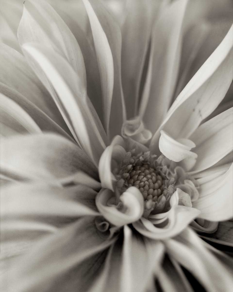 Wall Art Painting id:81844, Name: Florison - 21, Artist: Blaustein, Alan