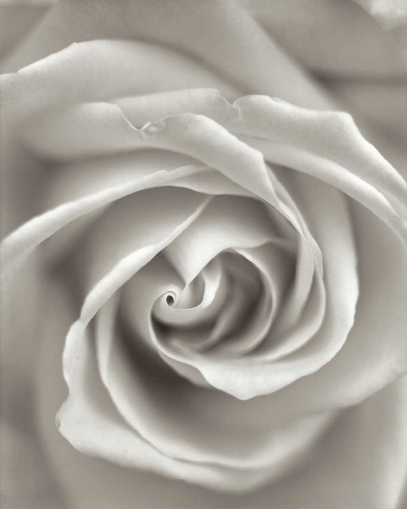 Wall Art Painting id:81846, Name: Florison - 23, Artist: Blaustein, Alan