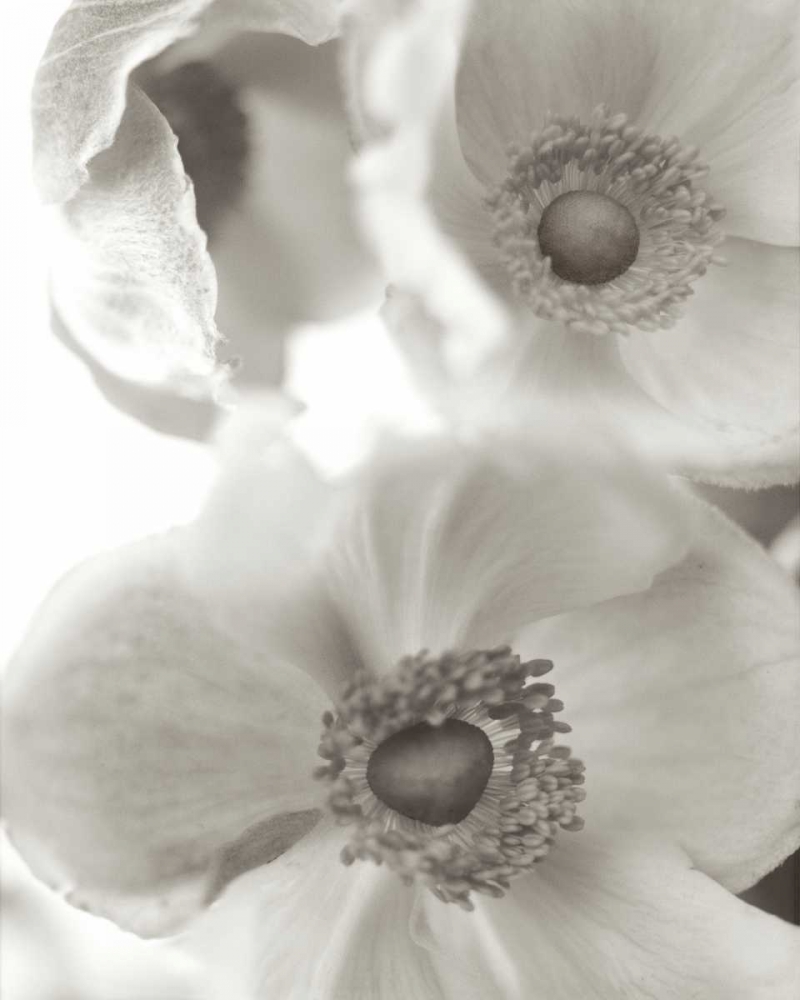 Wall Art Painting id:81843, Name: Florison - 20, Artist: Blaustein, Alan